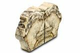 Tall, Colorful Petrified Wood Bookends - Washington #307190-1